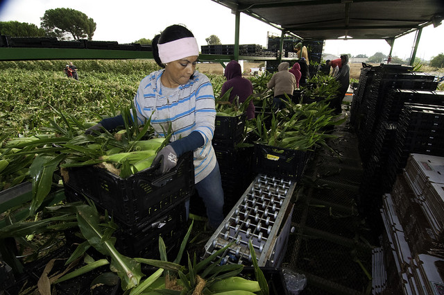 Migrant workers harvest corn_CA_USDA_Bob Nichols